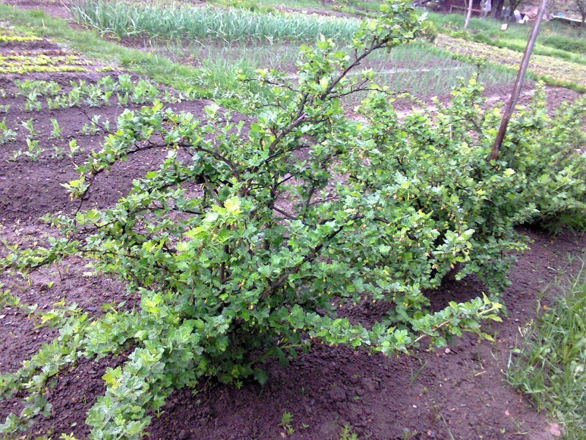 Крыжовник обыкновенный - фото 2