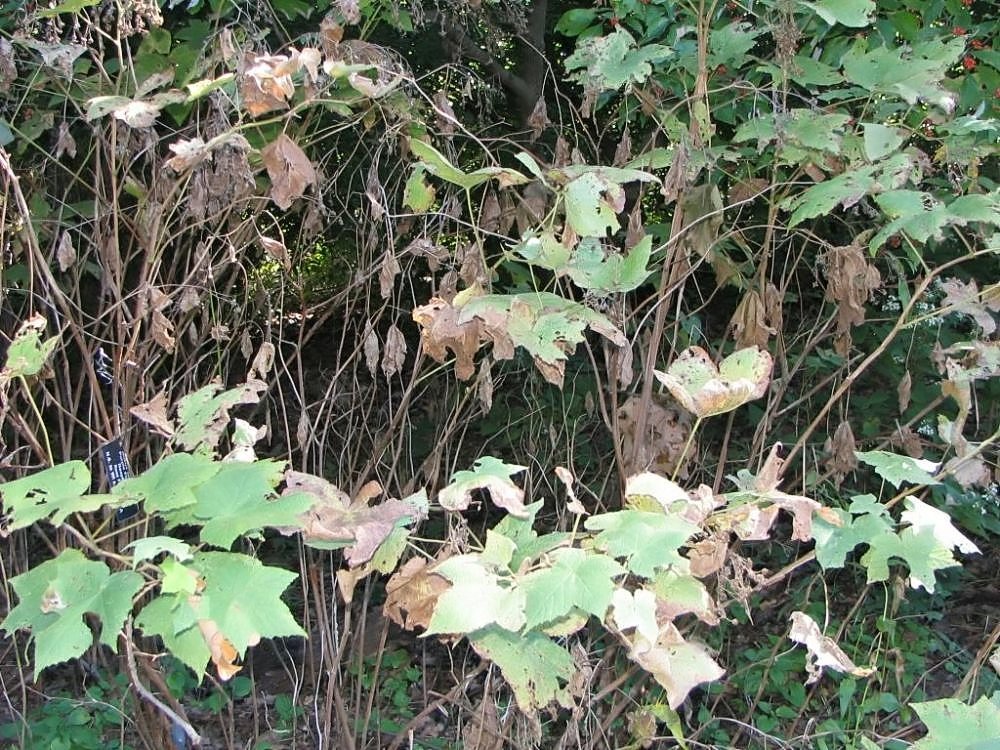 Малина душистая - фото 7