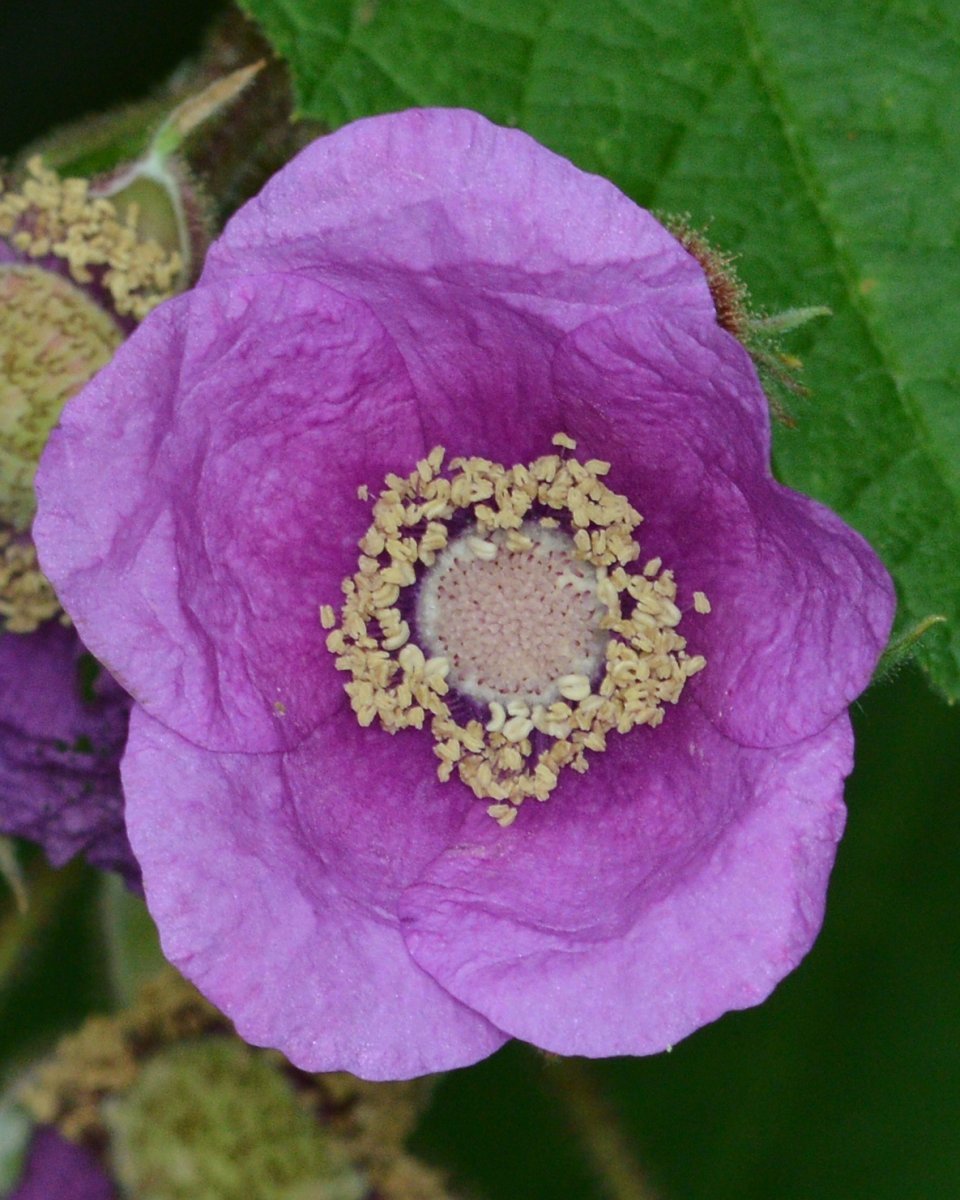 Малина душистая - фото 2