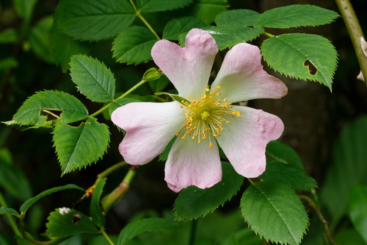 Роза бедренцеволистная - фото 3