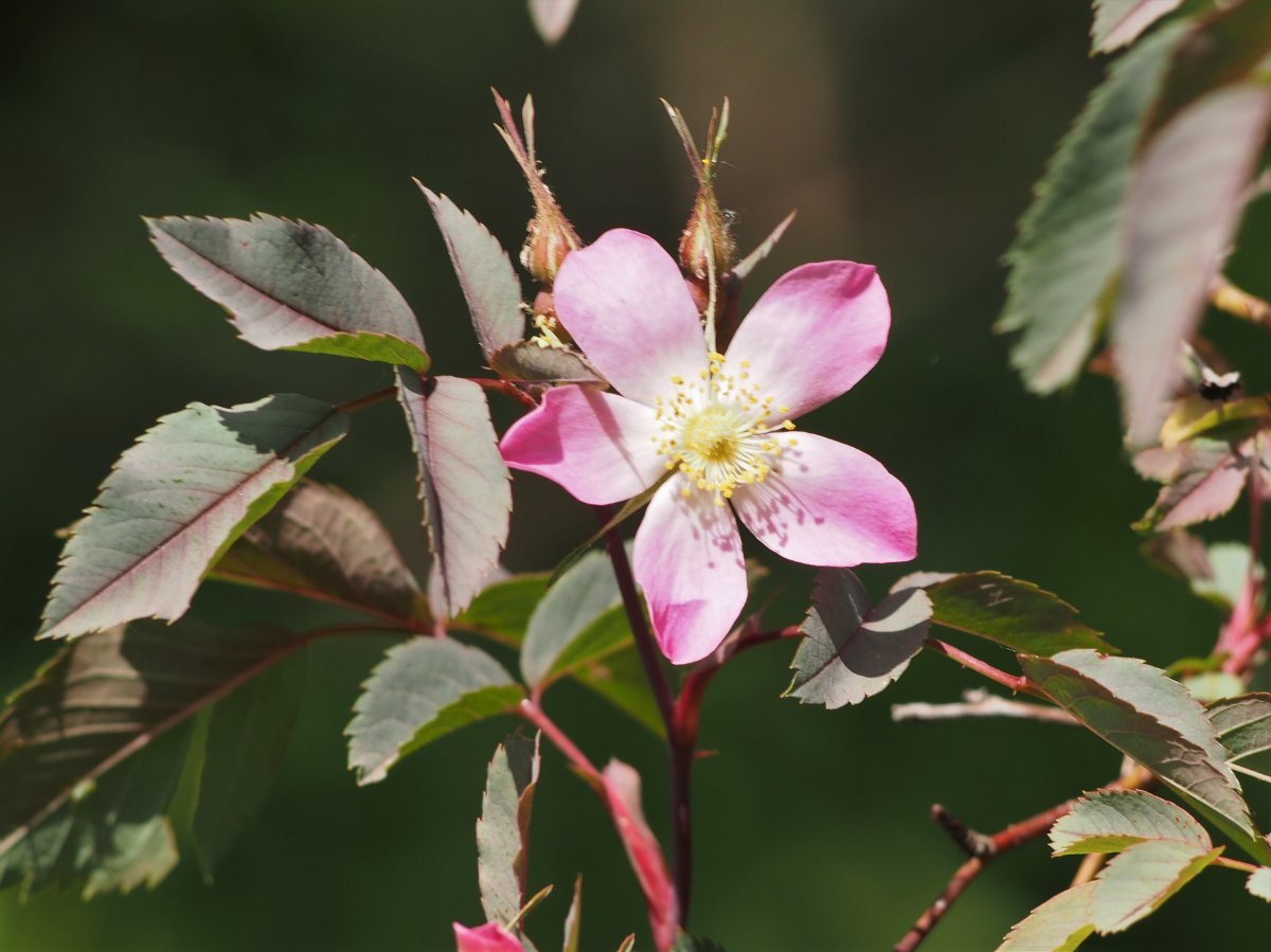 Роза сизая - фото 10