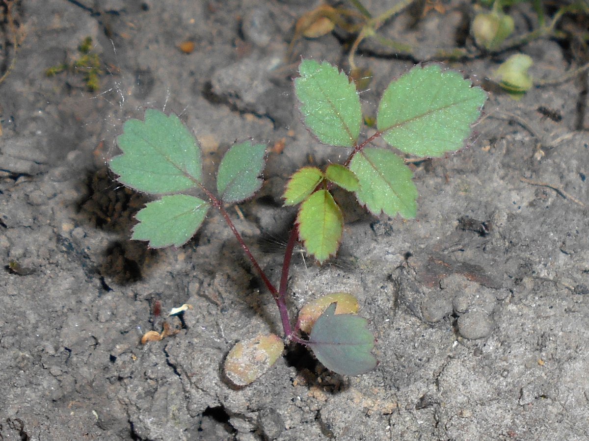 Роза сизая - фото 5