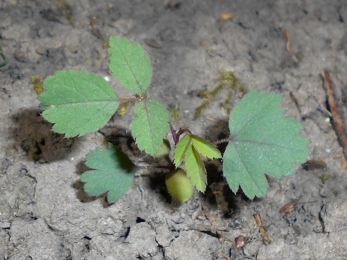 Роза сизая - фото 6