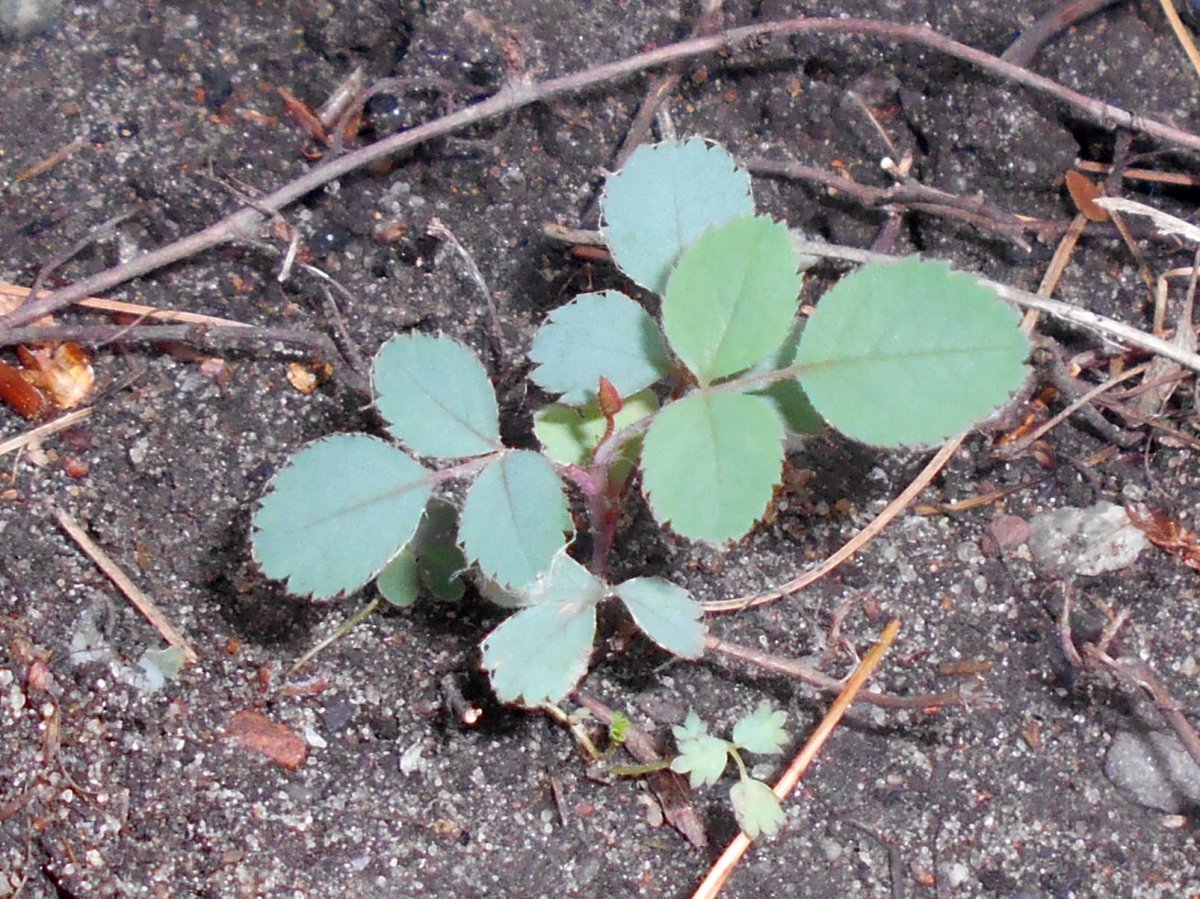 Роза сизая - фото 7