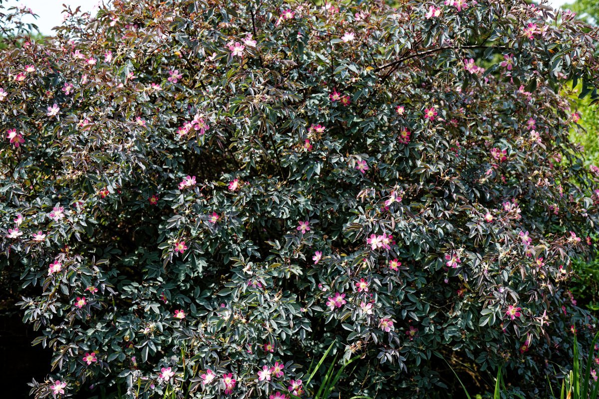 Роза сизая - фото 3