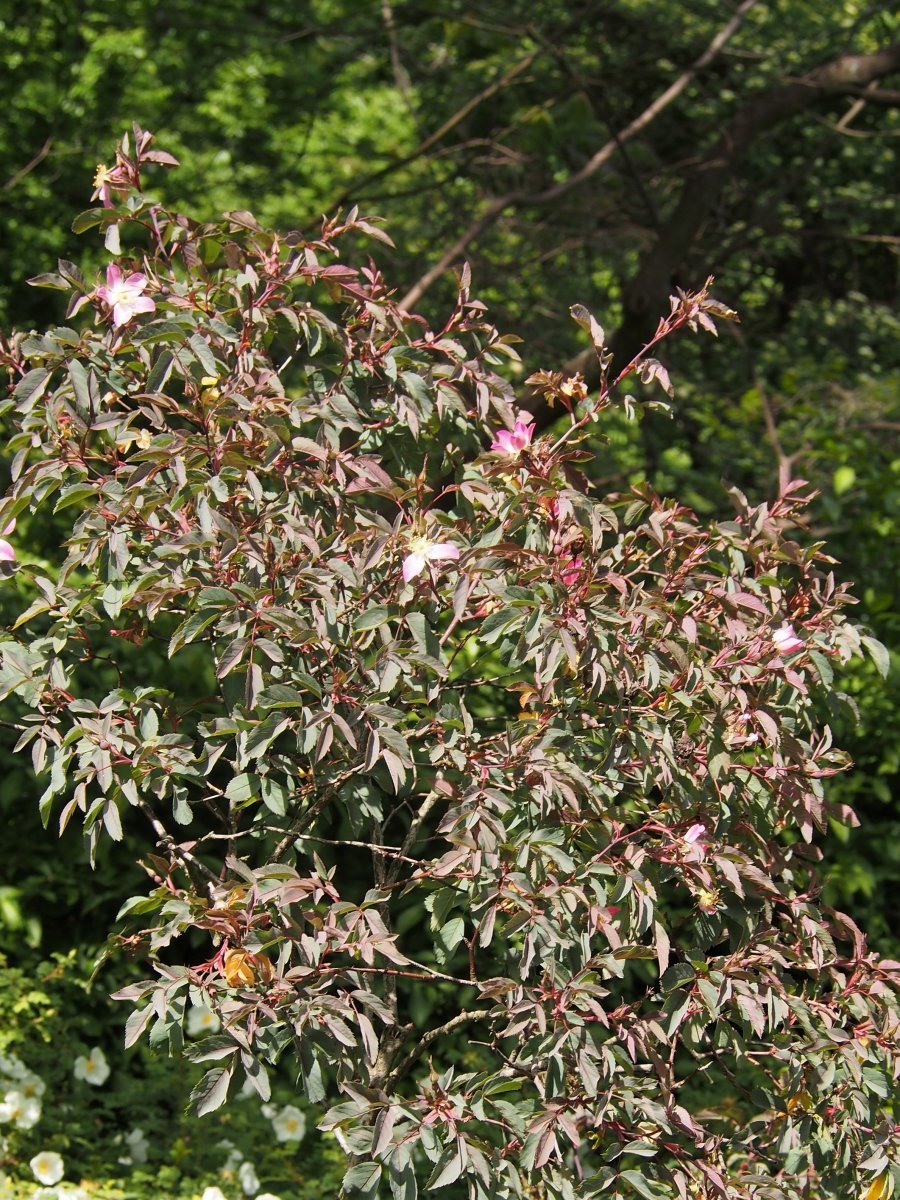 Роза сизая - фото 9