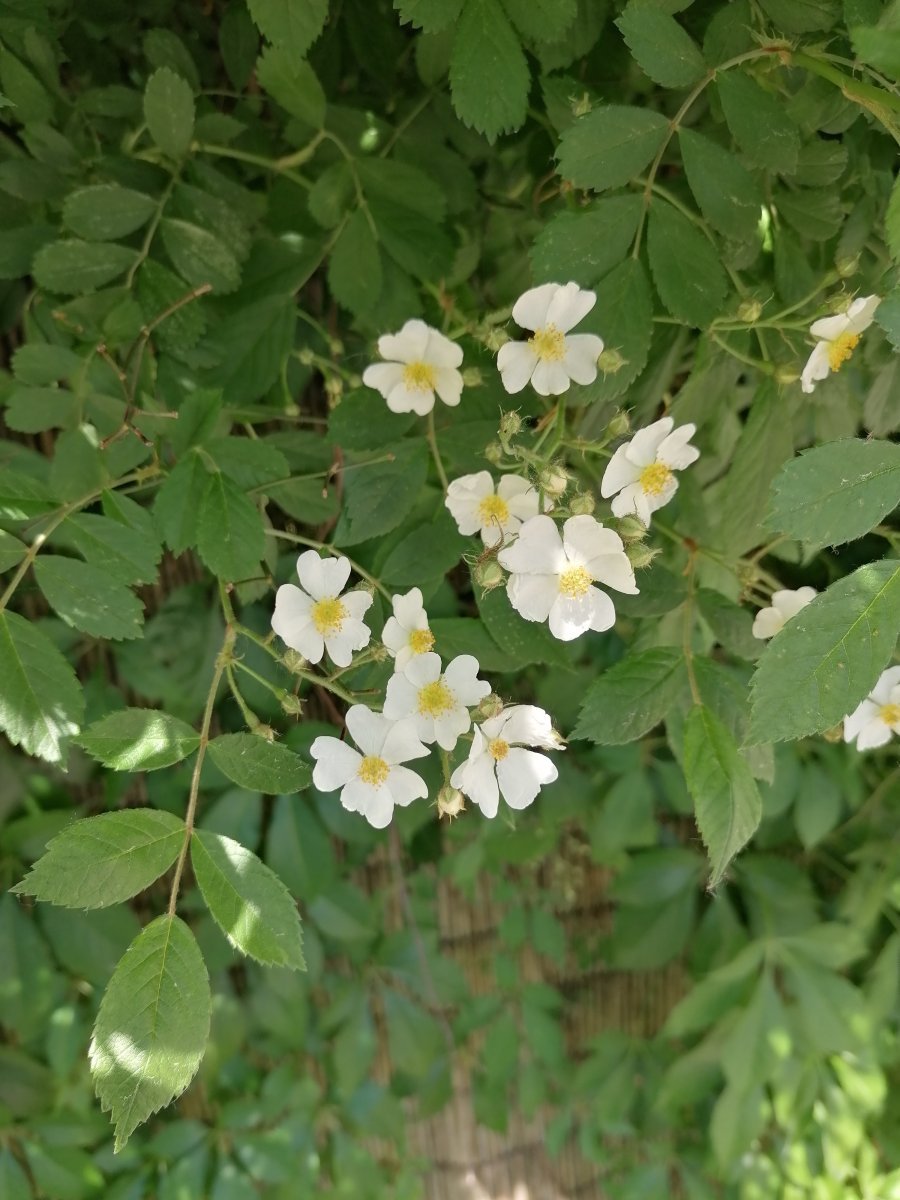 Роза многоцветковая - фото 2