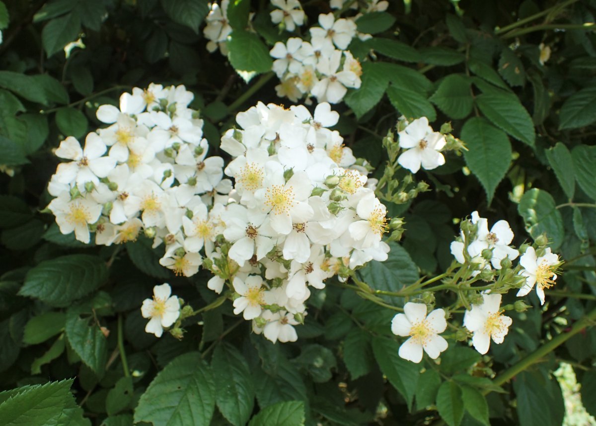 Роза многоцветковая