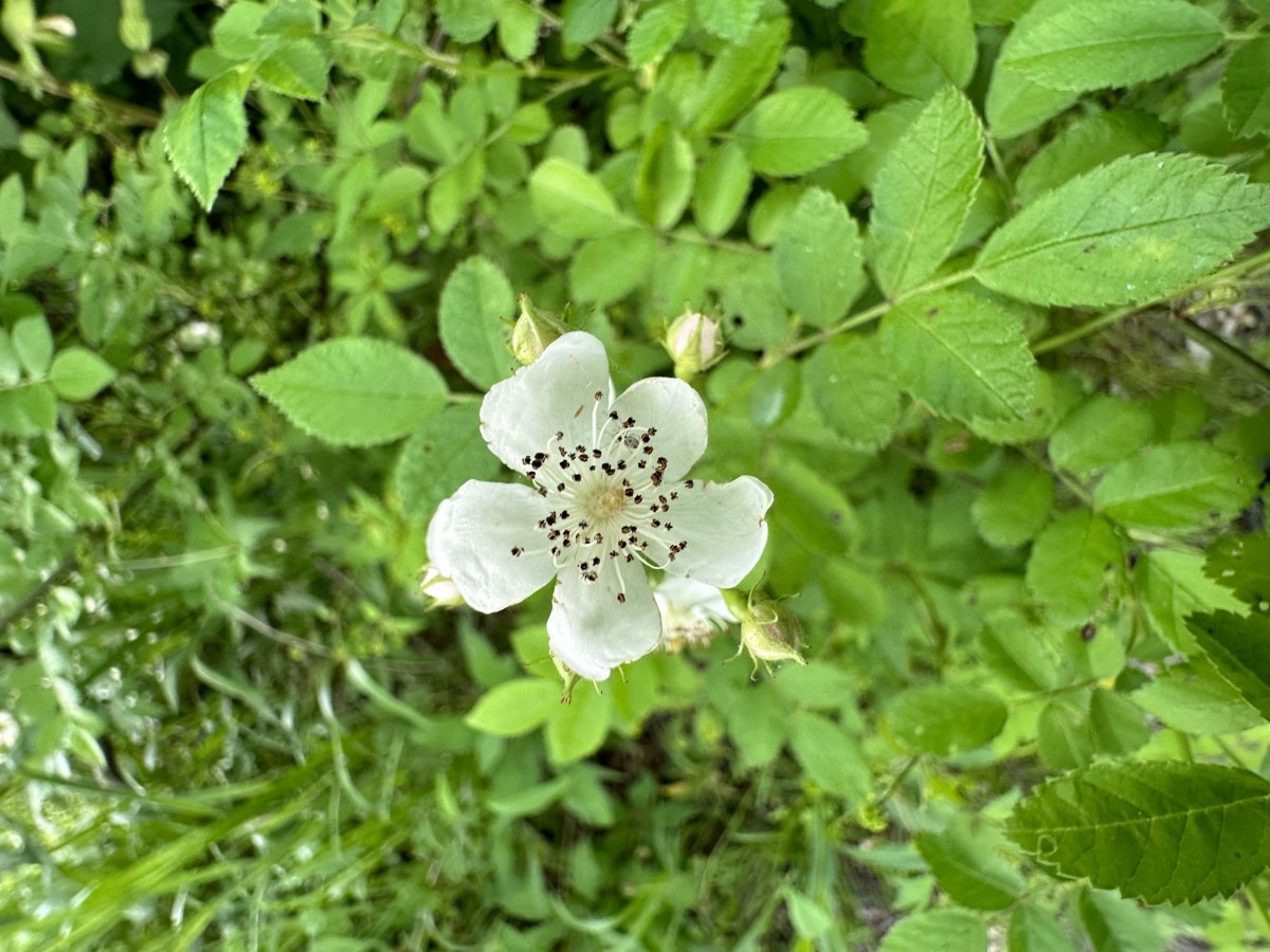 Роза многоцветковая - фото 3