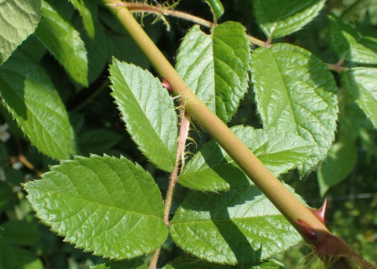 Роза многоцветковая - фото 7