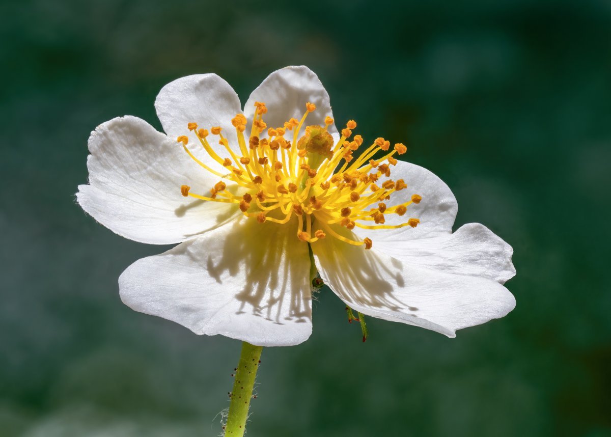 Роза многоцветковая - фото 5