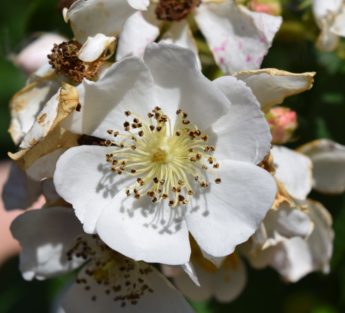 Роза многоцветковая - фото 4