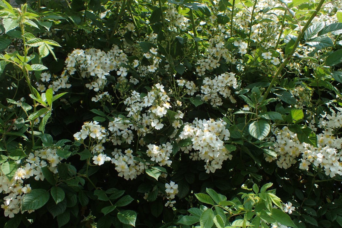 Роза многоцветковая - фото 6