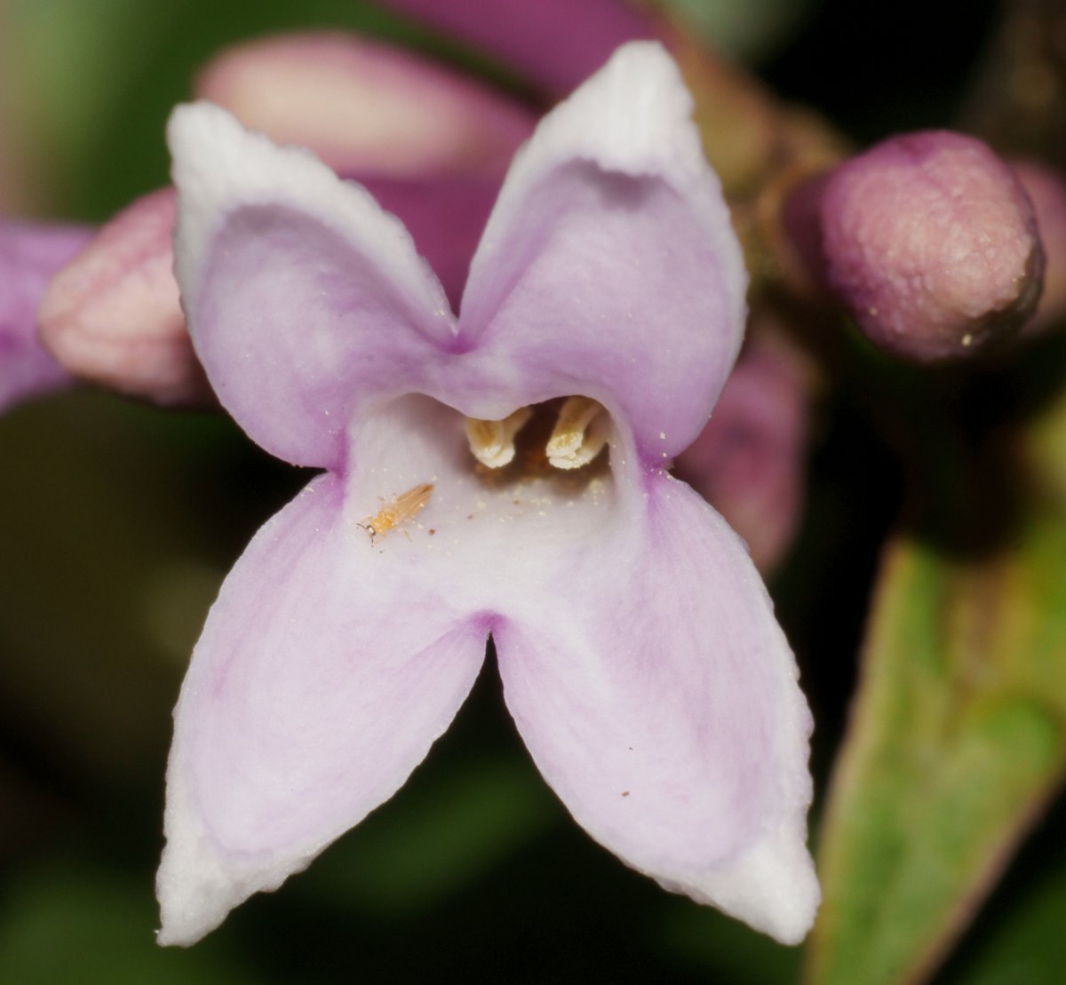 Сирень венгерская - фото 6