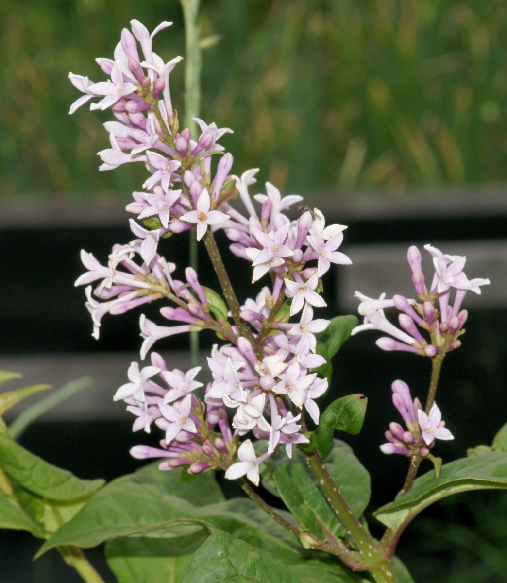 Сирень венгерская - фото 5