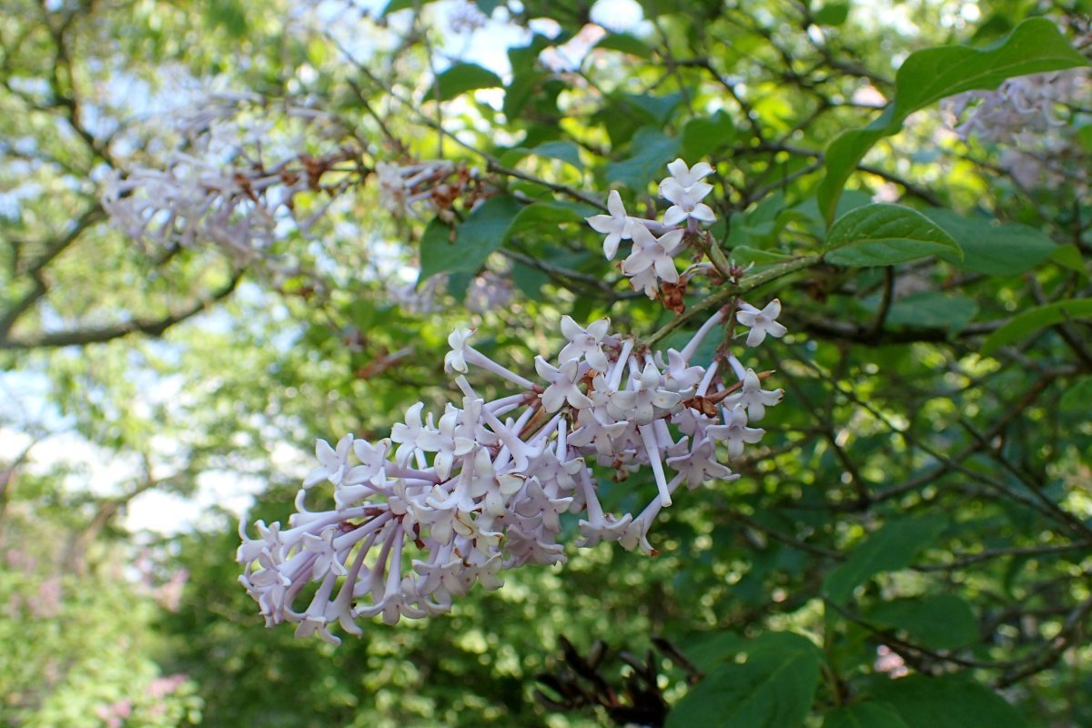 Сирень венгерская - фото 10