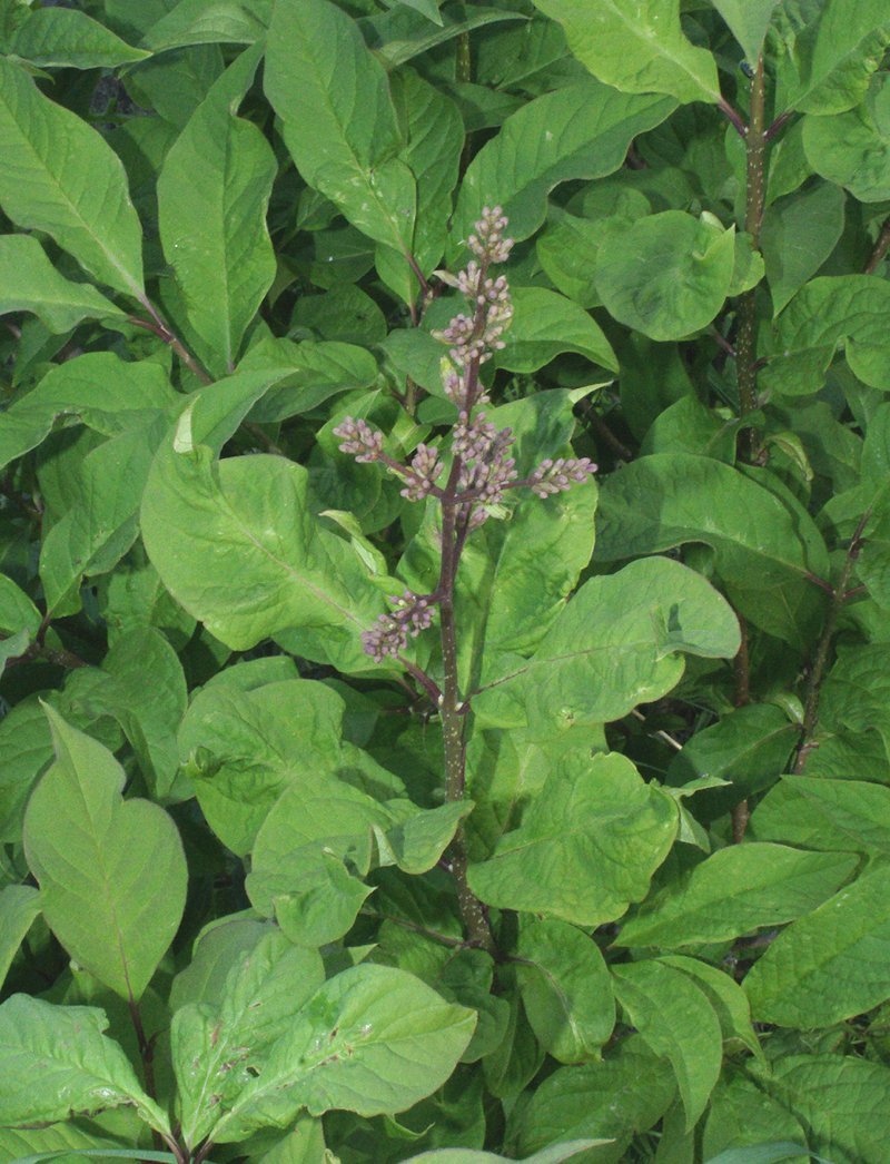 Сирень венгерская - фото 4