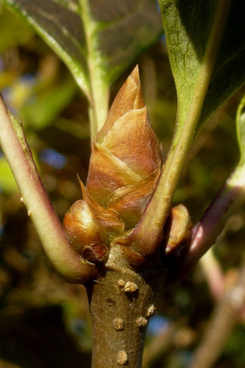 Сирень венгерская - фото 2