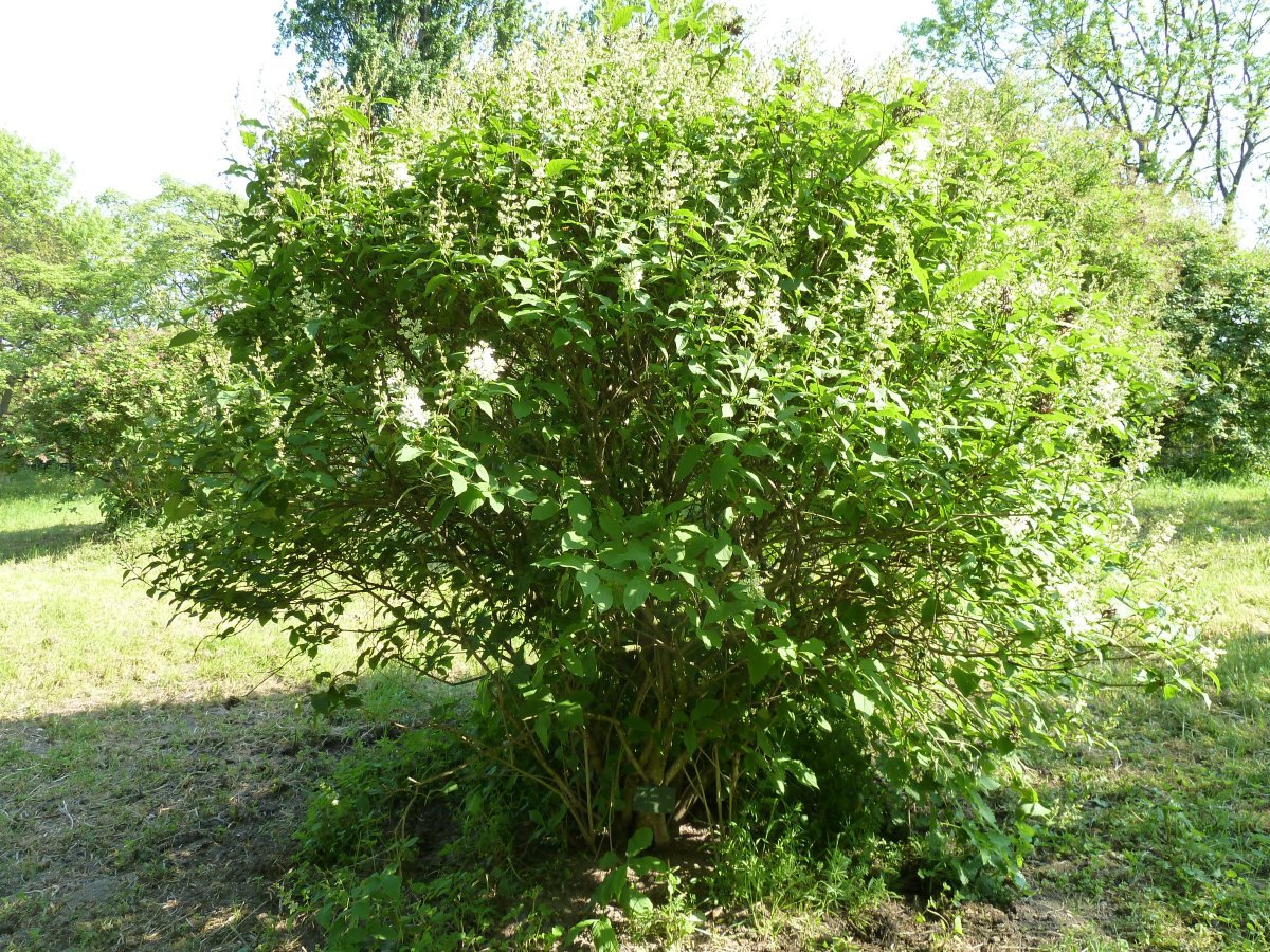 Сирень венгерская - фото 8