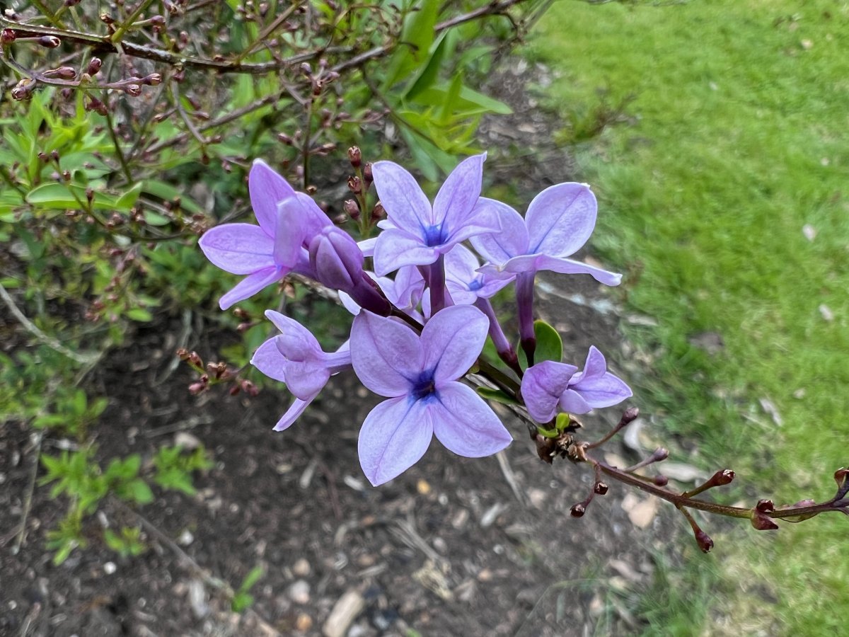 Сирень персидская - фото 5