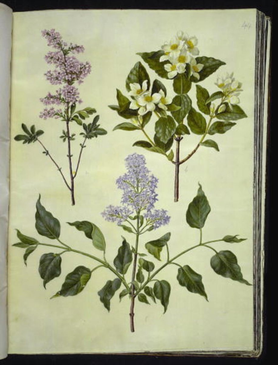 Сирень персидская - фото 3