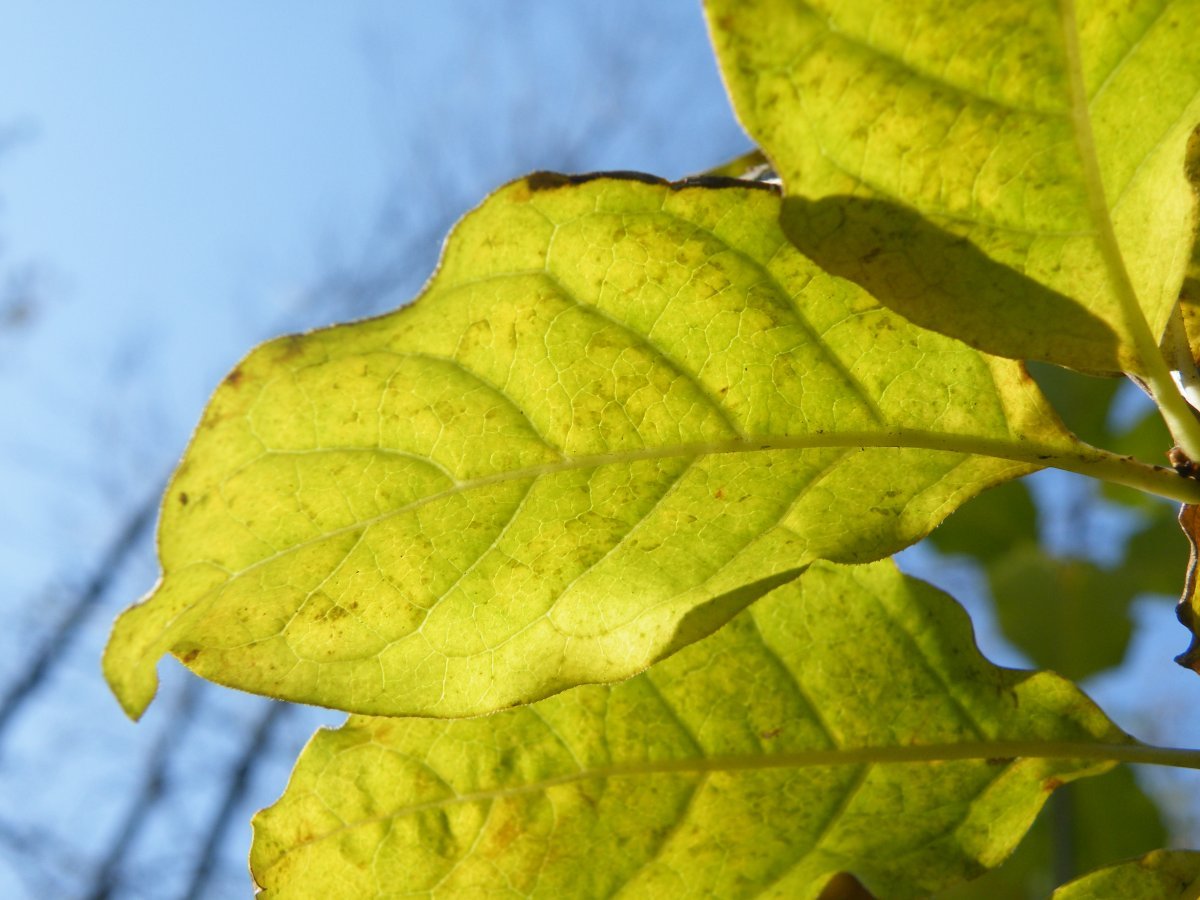 Сирень мохнатая - фото 9