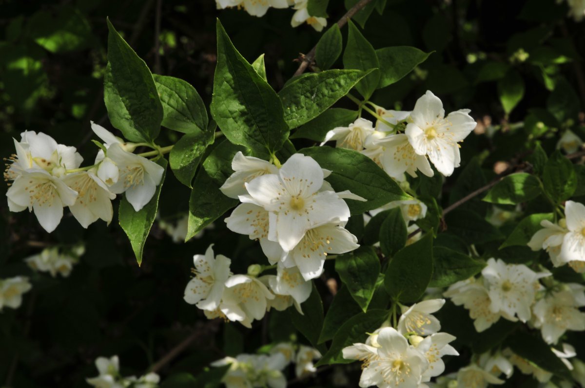 Чубушник Лемуана - фото 5