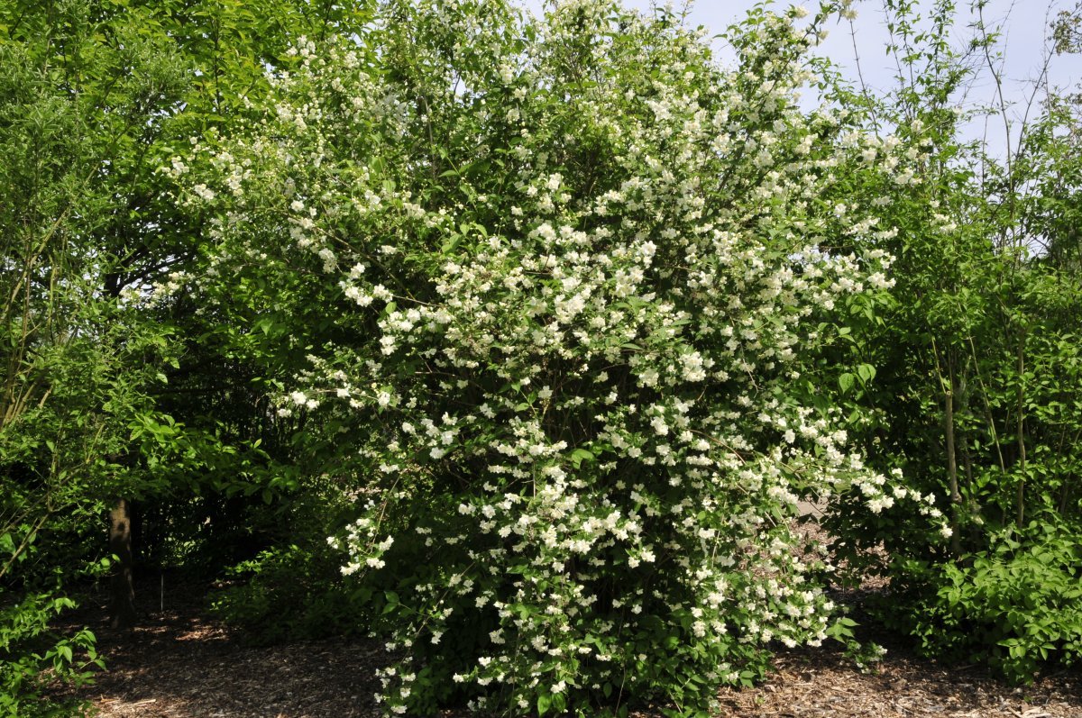 Чубушник Лемуана - фото 3