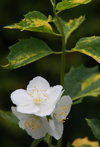 Чубушник Лемуана - фото 2