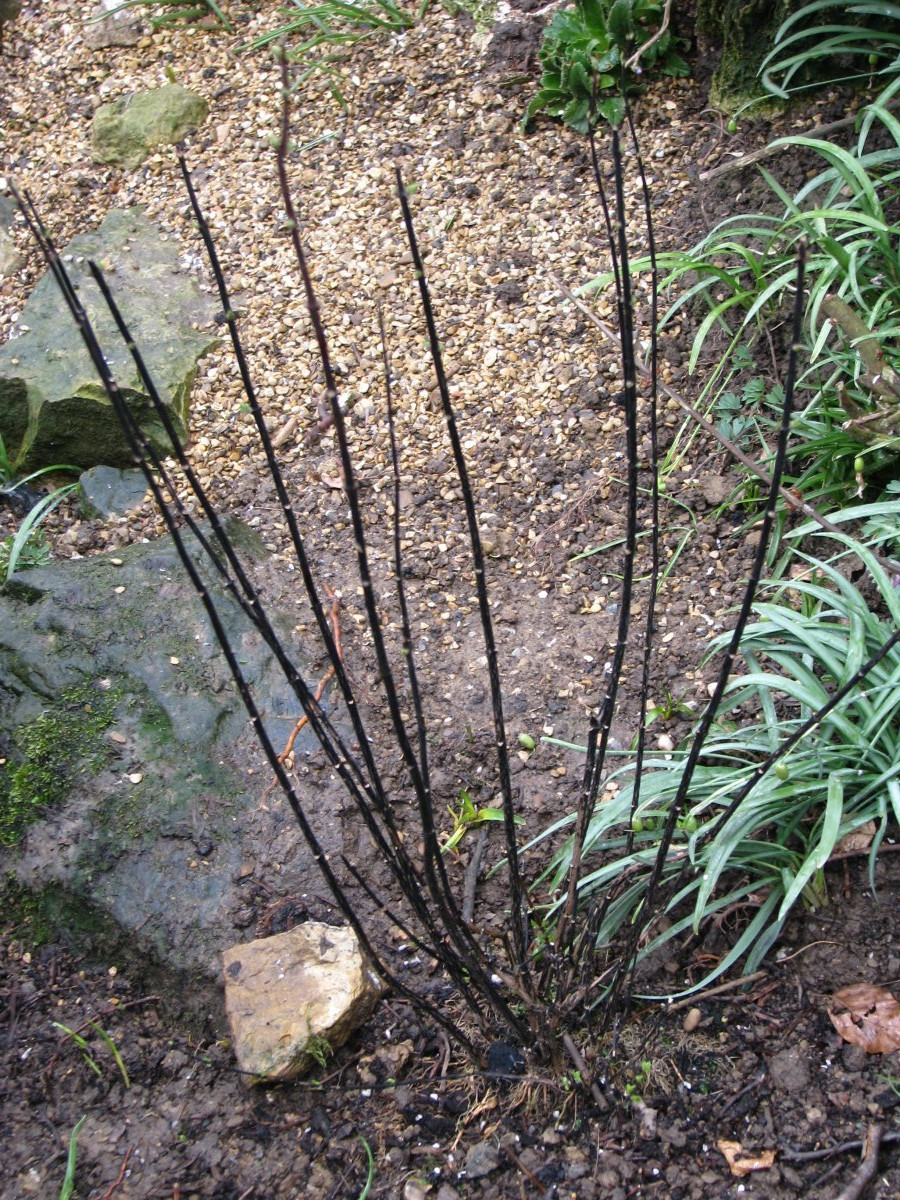 Чубушник Лемуана - фото 7