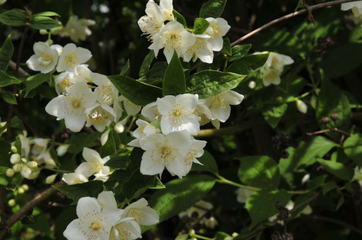 Чубушник Лемуана - фото 4