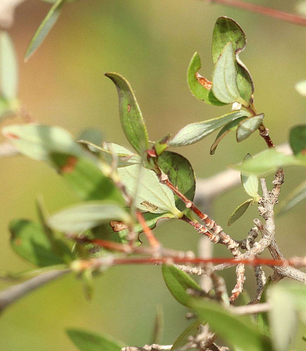 Чубушник мелколистный - фото 5