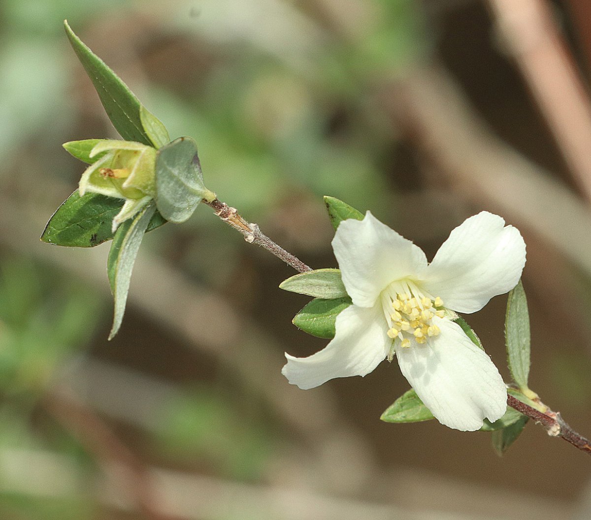 Чубушник мелколистный - фото 4