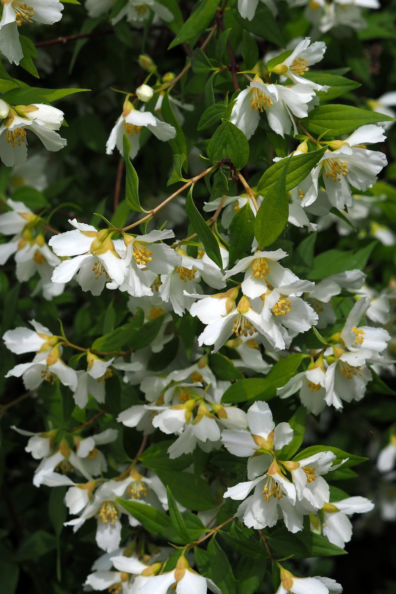 Чубушник мелколистный - фото 8