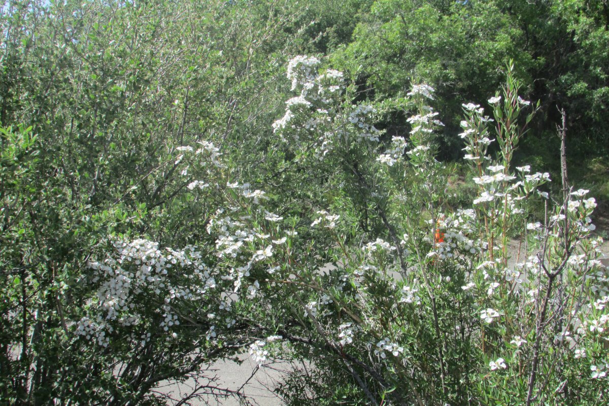 Чубушник мелколистный - фото 6