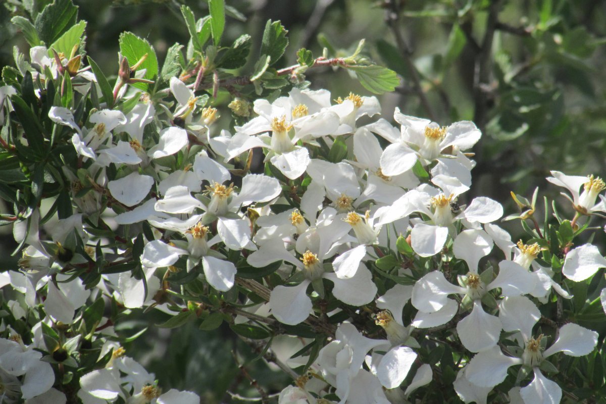 Чубушник мелколистный - фото 7