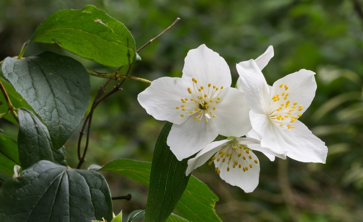 Чубушник мелколистный