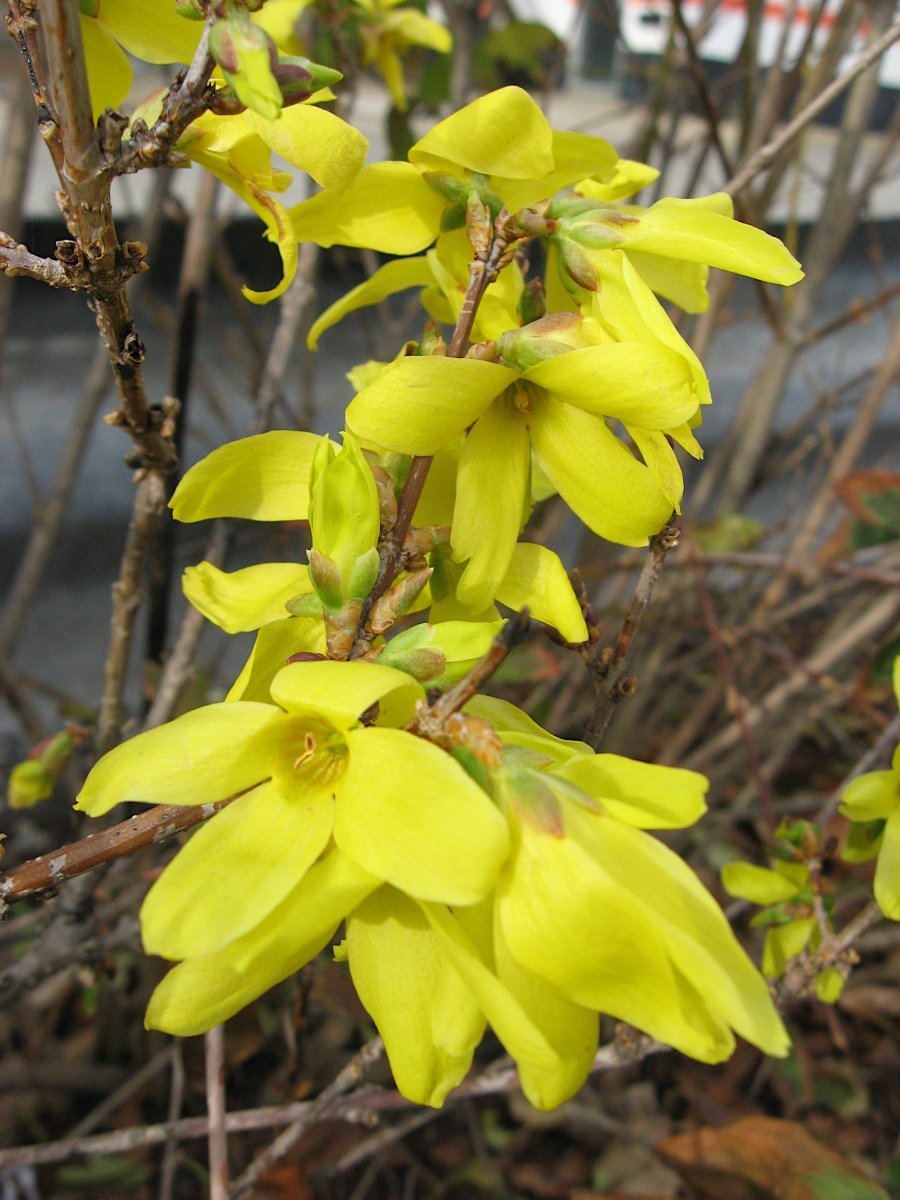 Форзиция промежуточная - фото 2