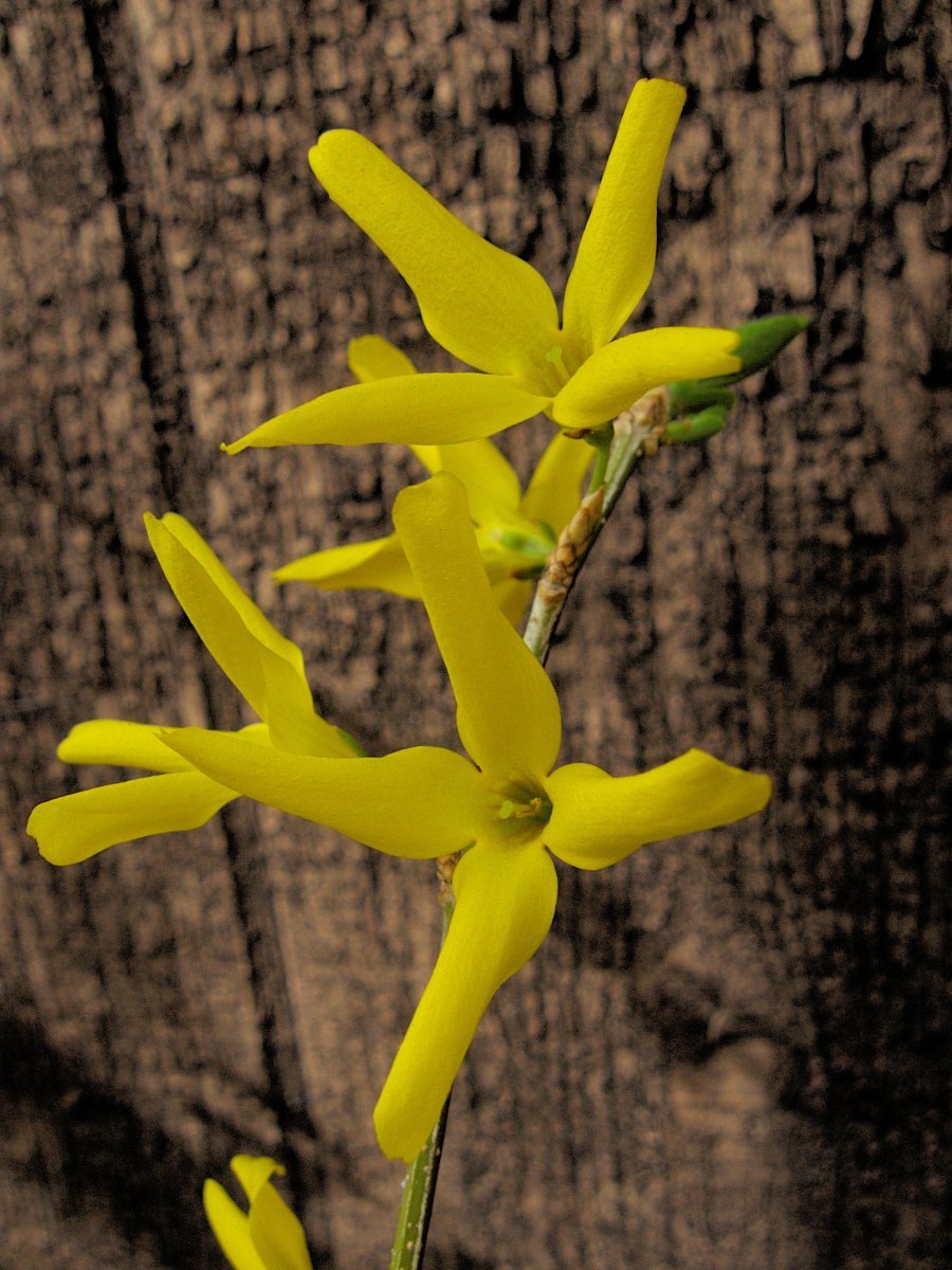 Форзиция промежуточная