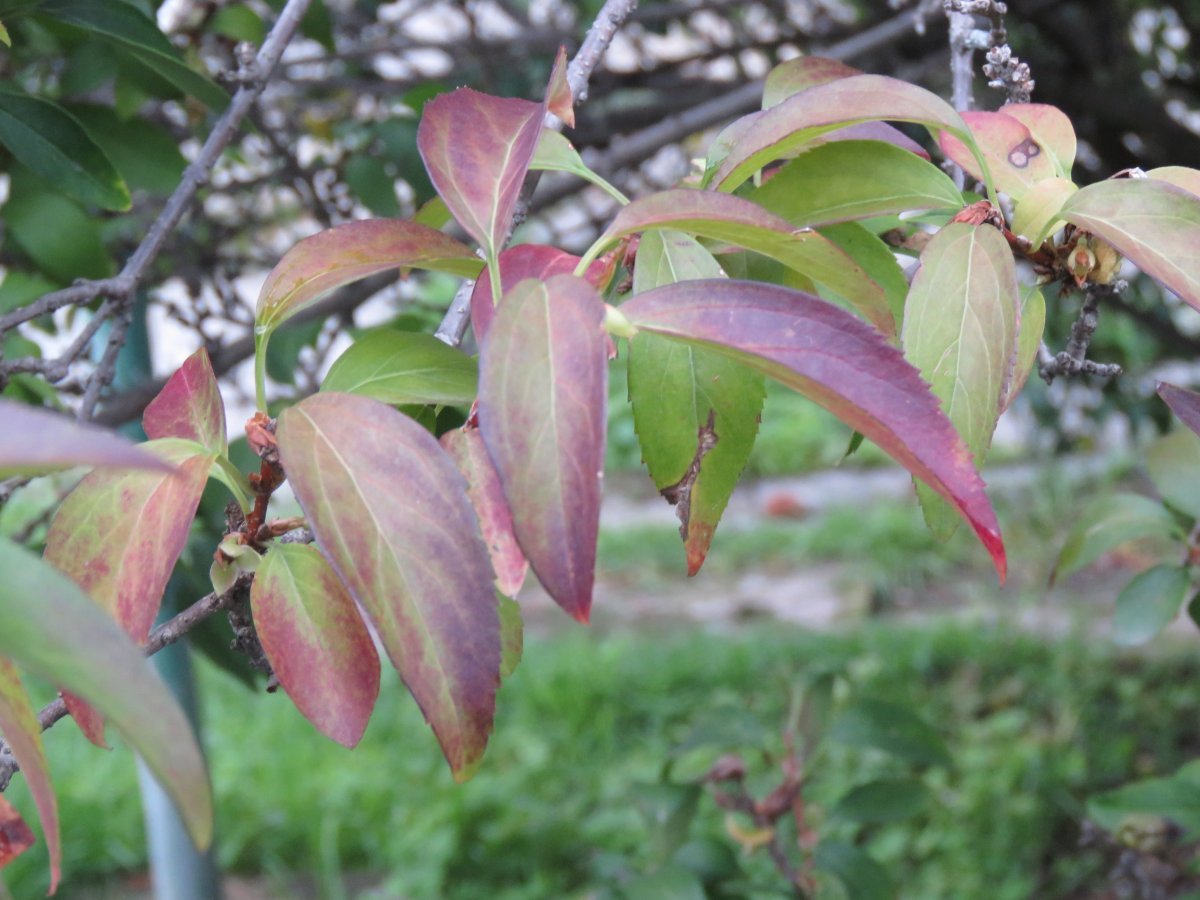 Форзиция промежуточная - фото 8