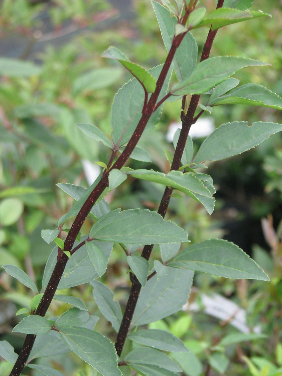 Форзиция свисающая - фото 6