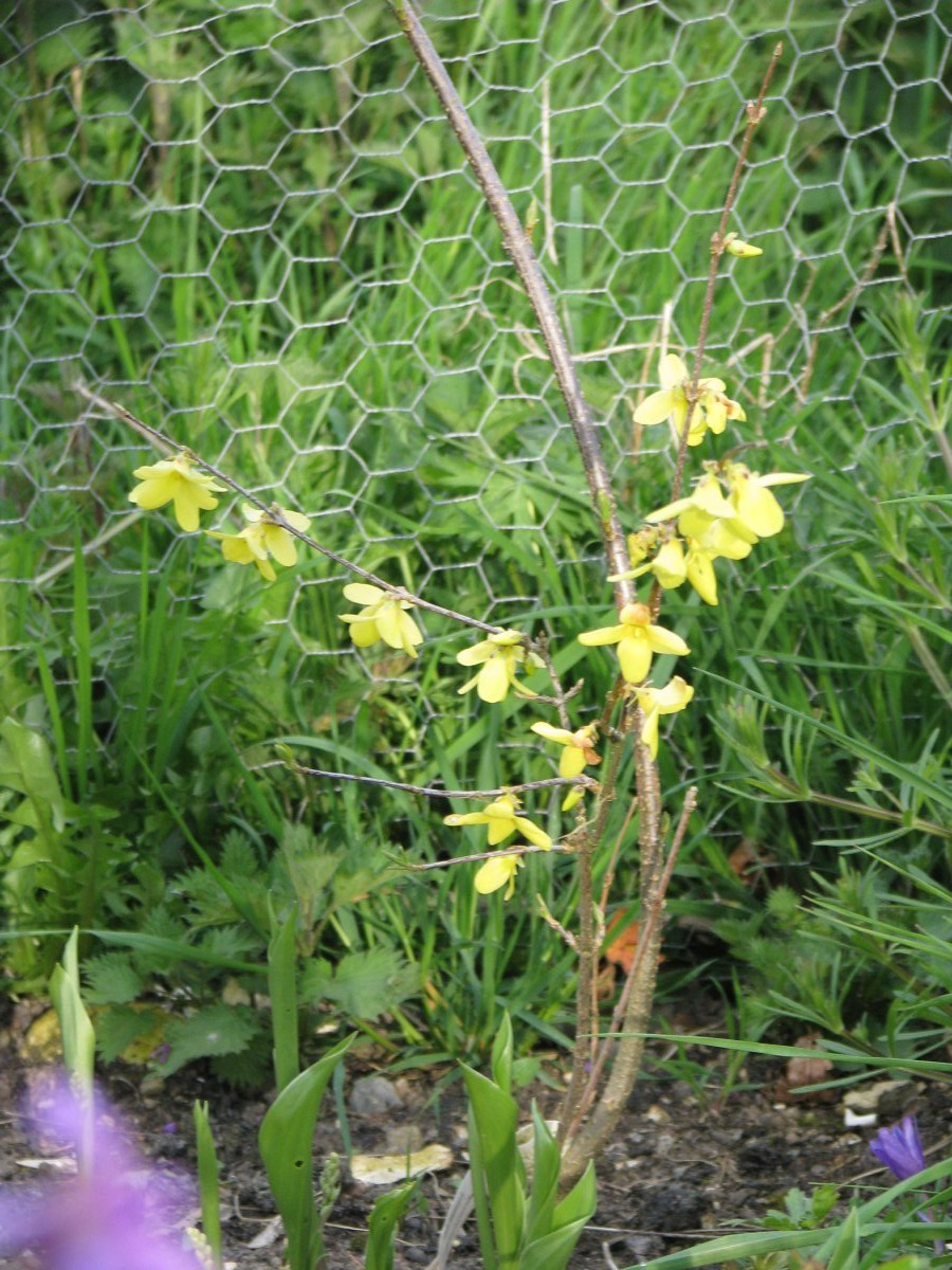 Форзиция свисающая - фото 8