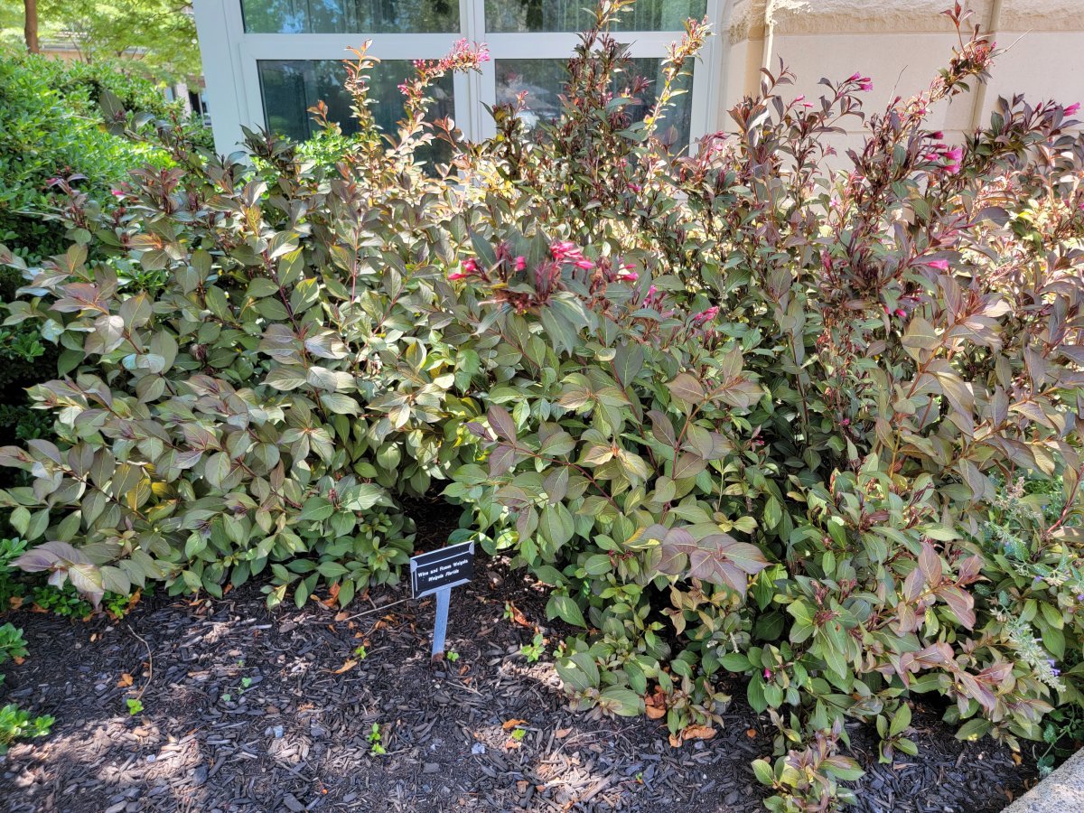 Вейгела ранняя - фото 6