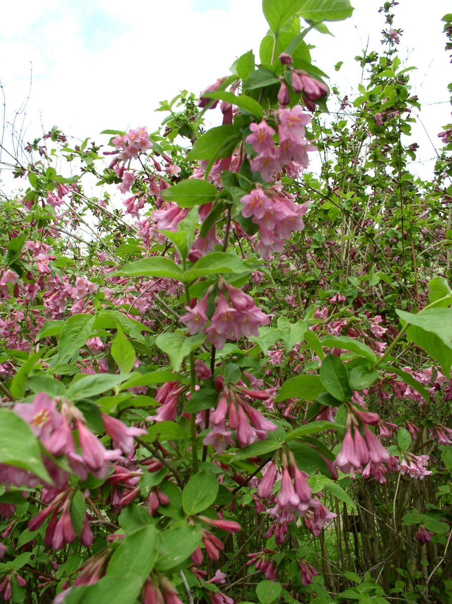 Вейгела ранняя - фото 8