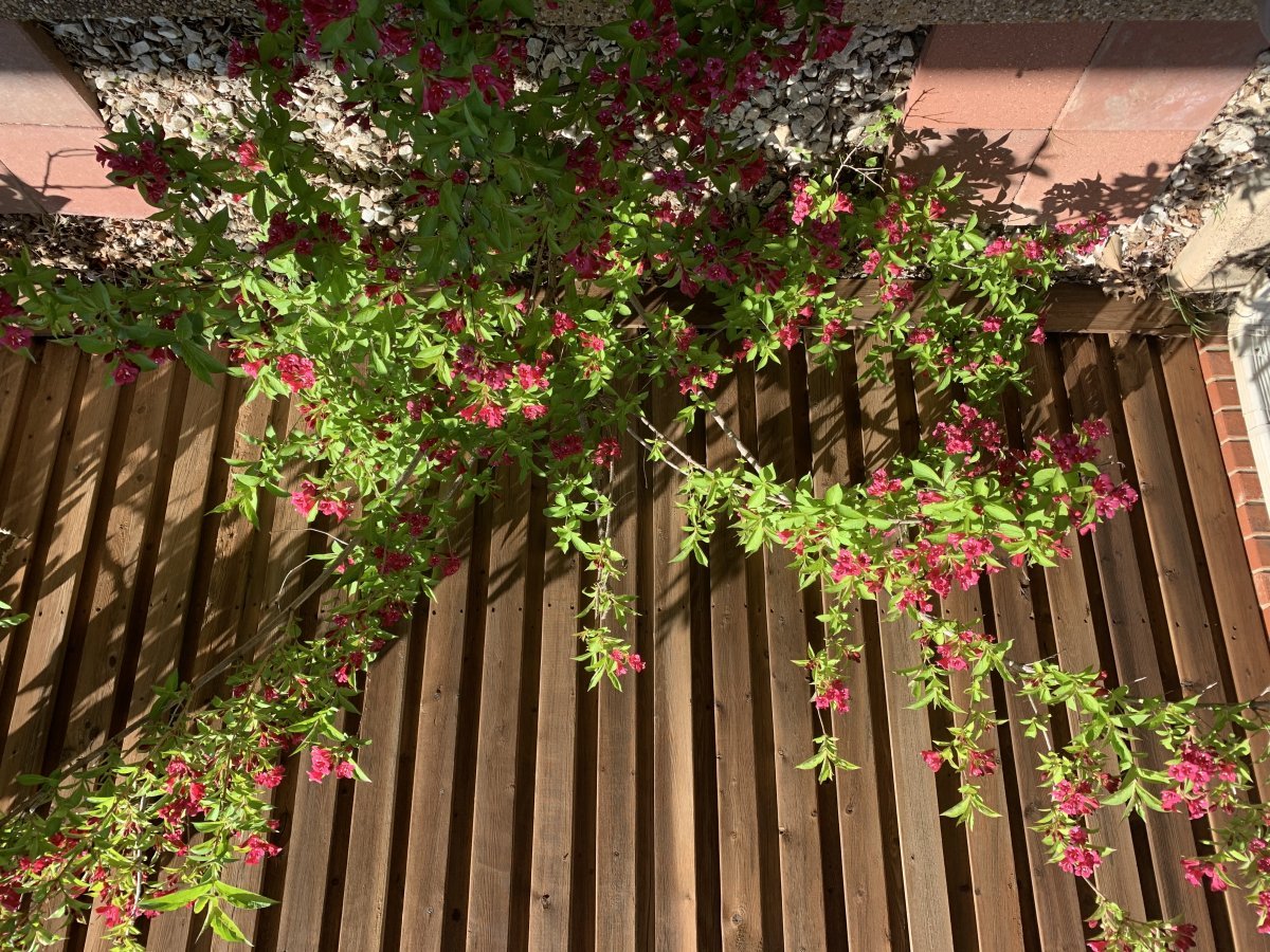 Вейгела ранняя - фото 5