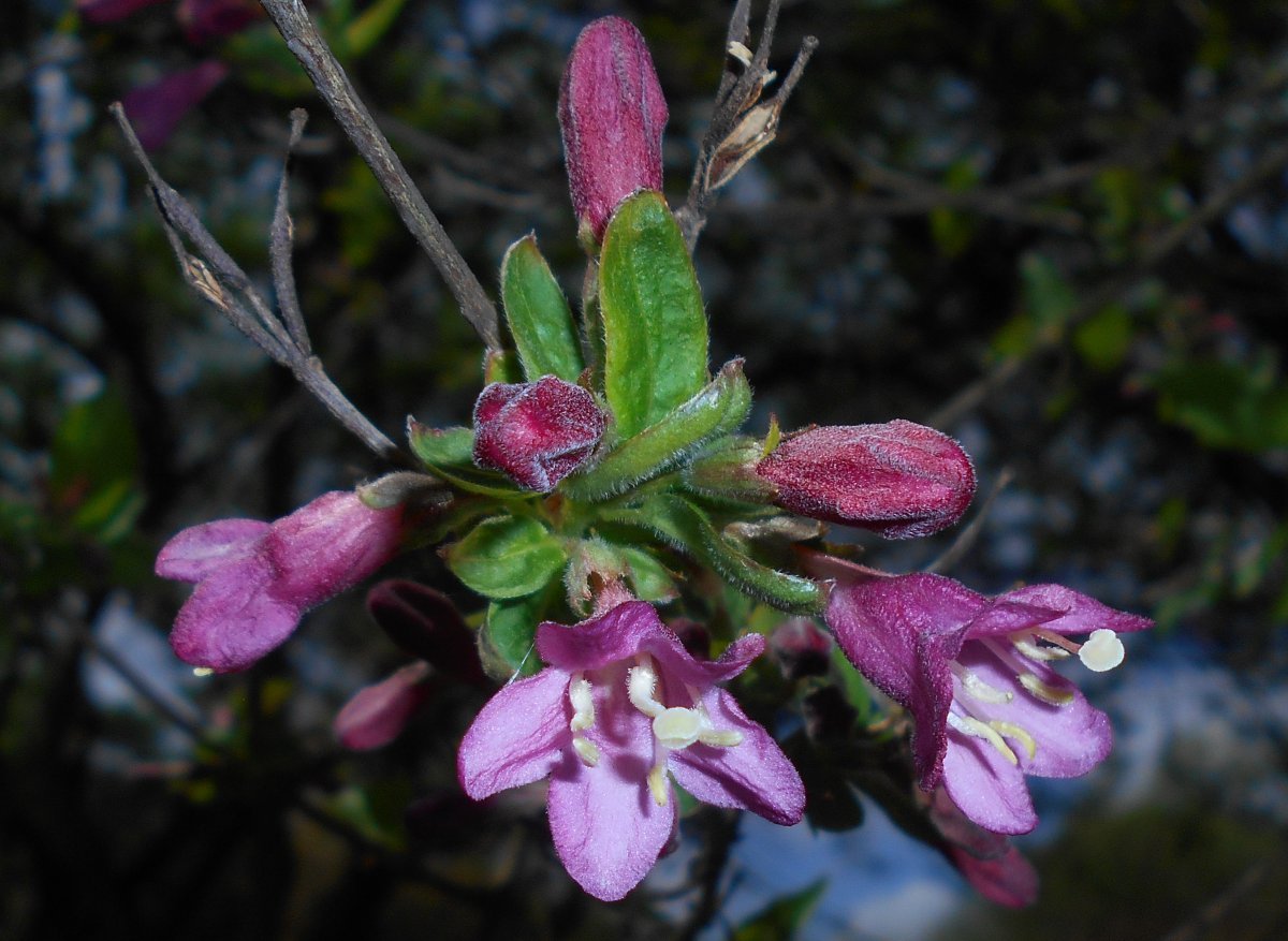 Вейгела ранняя - фото 10