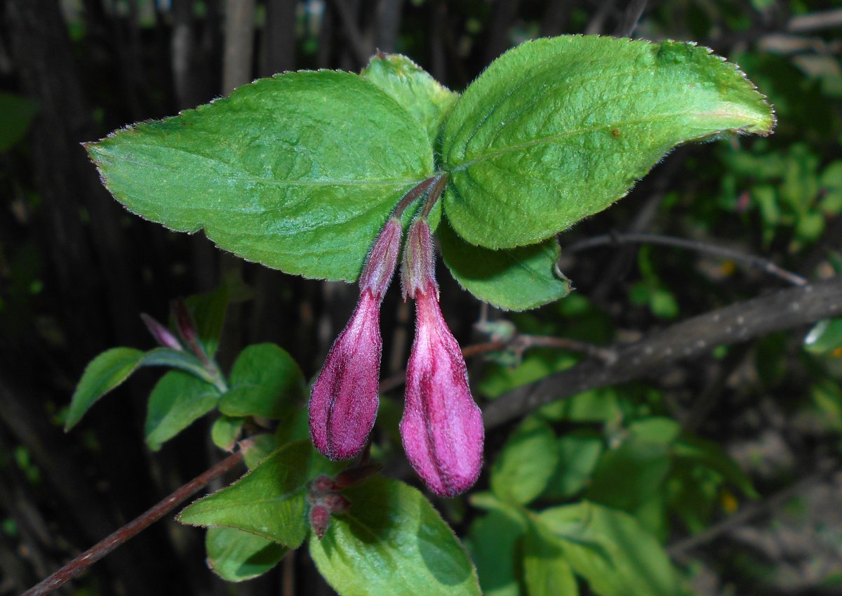 Вейгела ранняя - фото 9