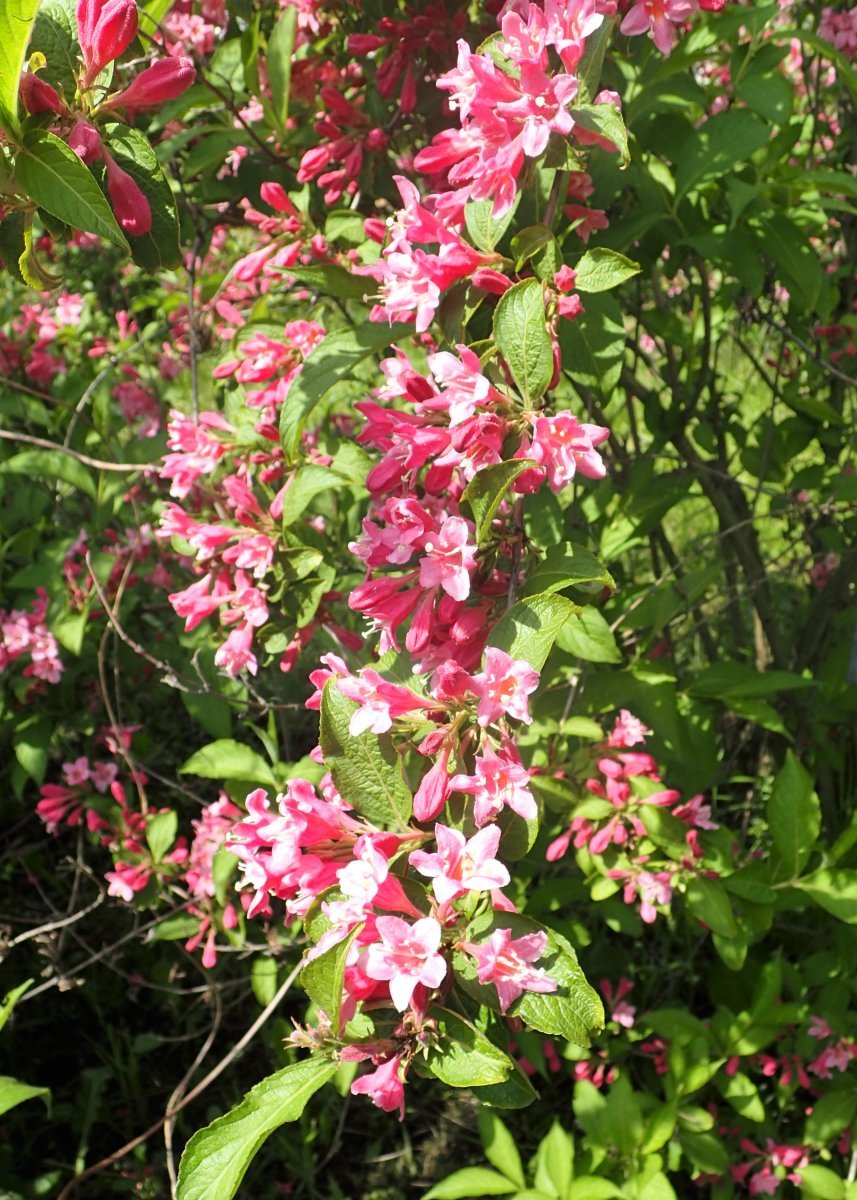 Вейгела гибридная - фото 7
