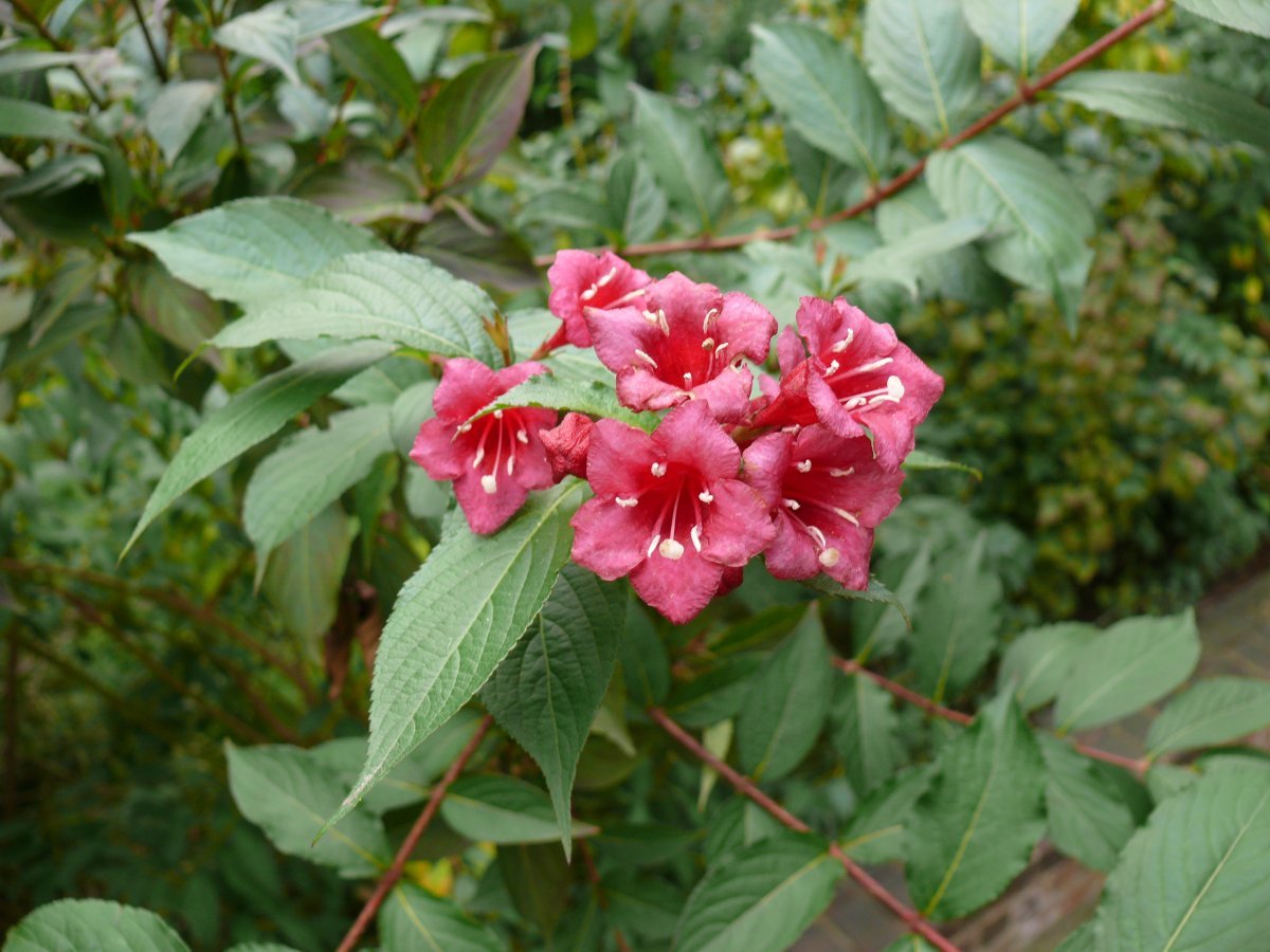 Вейгела гибридная - фото 5