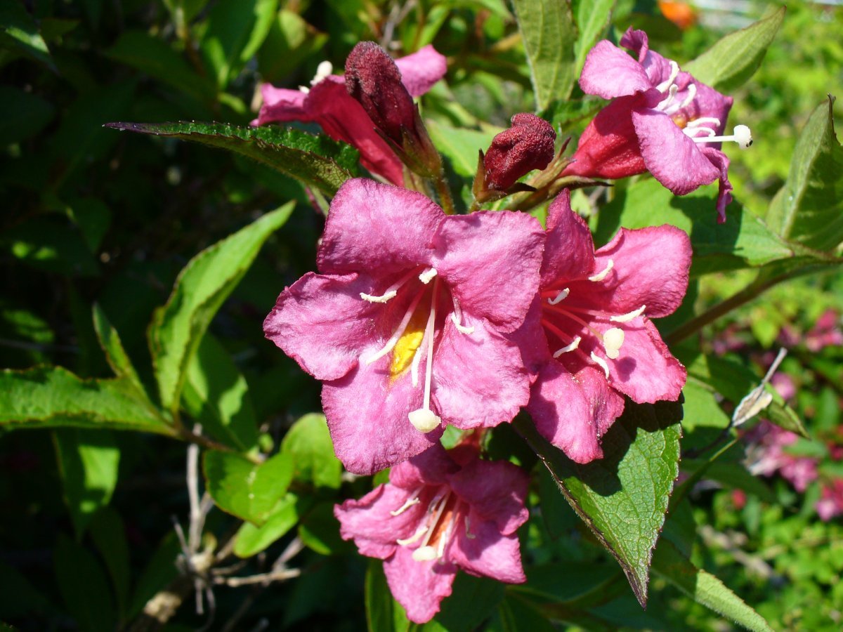 Вейгела гибридная - фото 2